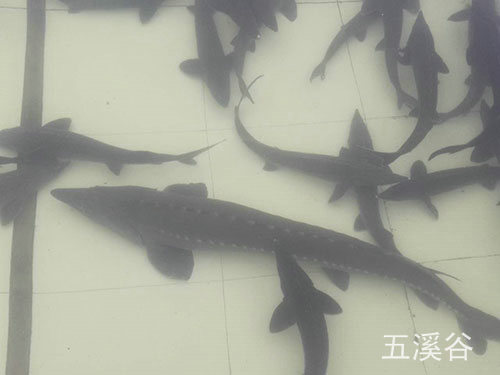 三文魚養(yǎng)殖